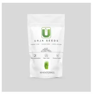 Urja Wheat Grass 1