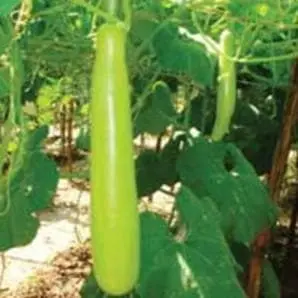 Us 112 Bottle Gourd ( यू एस 112 लौकी ) 1