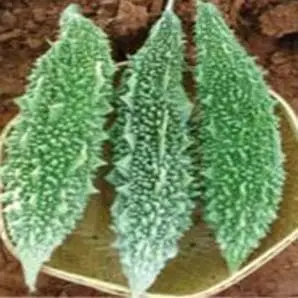 Us 316 Bitter Gourd ( यू एस 316 करेला ) 1