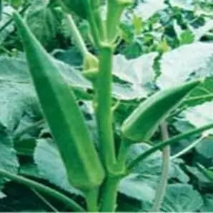 Us 7109 Bhendi (Okra) ( यू एस 7109 भिंडी ) 1