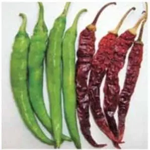 Us 918 Chilli Seeds 1