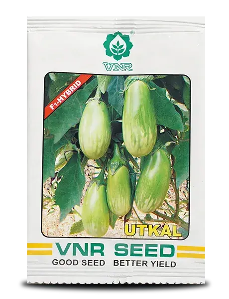 Utkal F1 Hybrid Brinjal Seeds - Green Variegated, Early Maturity, High Yield 1