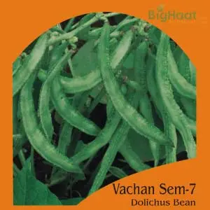 Vachan Sem-7 Dolichus (Green) 1