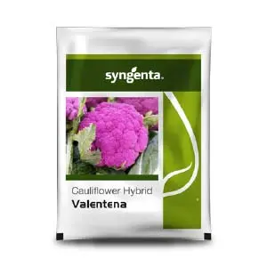 Syngenta Valentena Cauliflower Seeds – Purple Curd & Ideal For Cool Climate 1