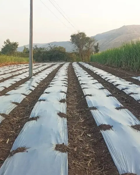 Vedant Regular Quality Silver/Black Mulch Film- 1Mx400m 1