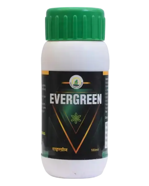 Venus Evergreen 1