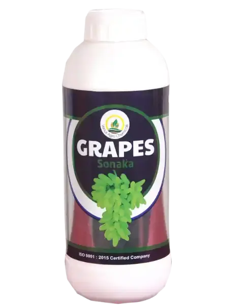 Venus Grapes Sonaka 1