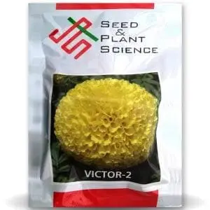 Victor 2 Marigold Seeds - Lemon Yellow, Compact, High Yield 1