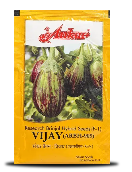 Vijay Brinjal Seeds - Oval Green Fruit With Purple Stripes 1