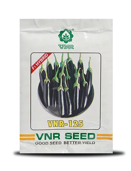 Vnr 125 F1 Hybrid Brinjal Seeds – High Yield, Shiny Purple Fruits 1