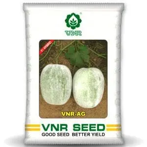 Ag F1 Ash Gourd Seeds - Green With White Ash, Big Uniform Fruit 1