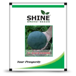 Shine Water Melon Black Diamond F1 Hybrid Seeds 1