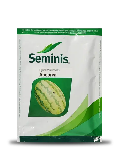 Apoorva Watermelon Seeds – Sweet, Deep-Red, 8–10 Kg Fruits With High Yield 1