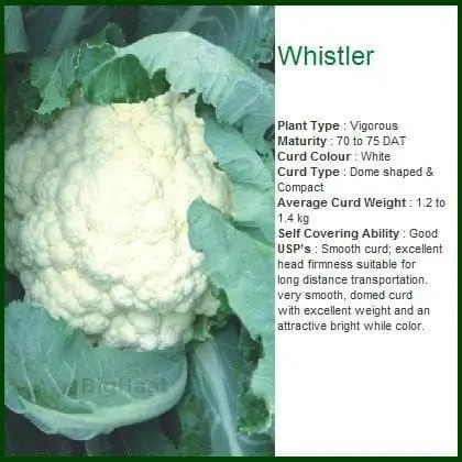 Whistler Cauliflower 1