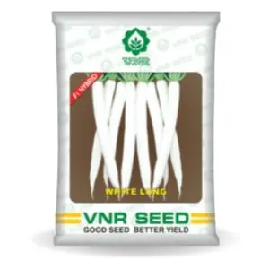White Long Radish 1