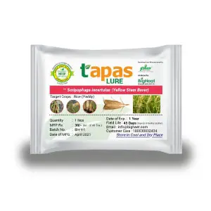 Yellow Stem Borer (Scirpophaga Incertulas) Pheromone Lure For Paddy & Sugarcane (Ipm Suitable) | Tapas 1