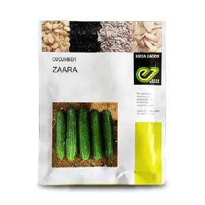 Zaara F1 Cucumber 1
