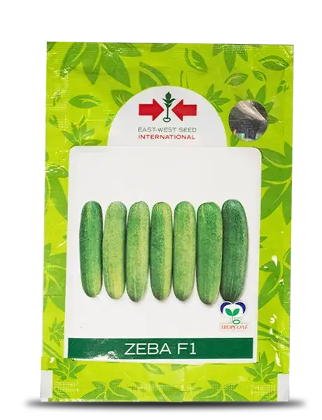 Zeba Cucumber Seeds - High Yield, Attractive Light Green Fruit 1