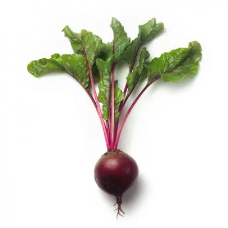 Zeppo Rz F1 (13-30) Beetroot 1